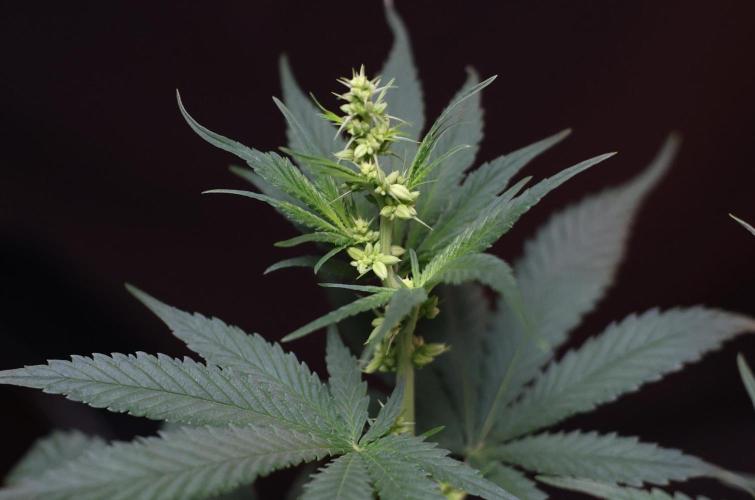 Durban Poison Regular. Week 8
