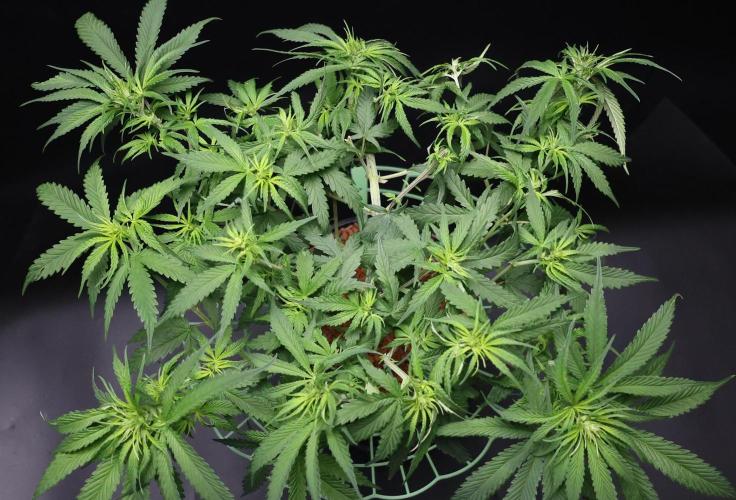 Durban Poison Regular. Week 8