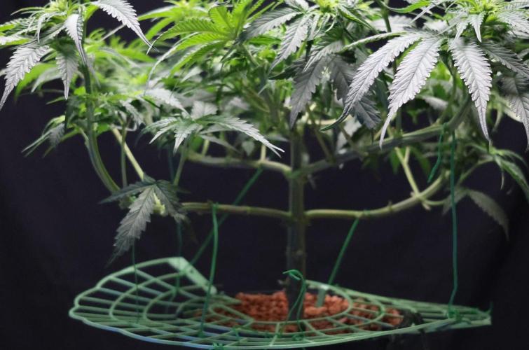 Durban Poison Regular. Week 8