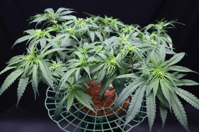 Durban Poison Regular. Week 8
