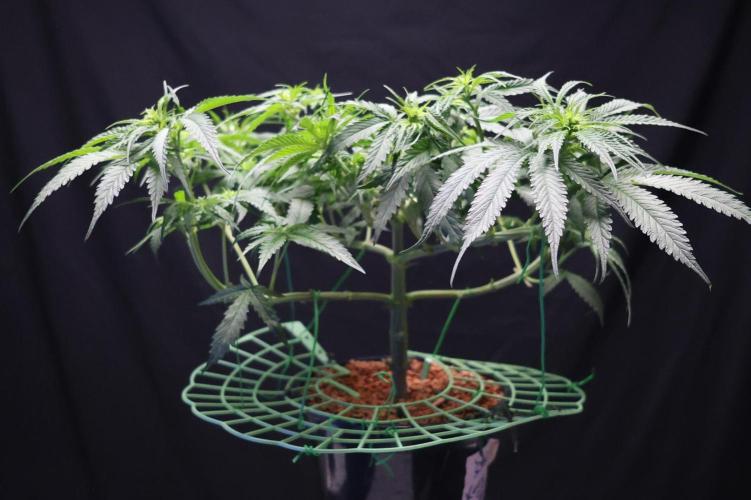 Durban Poison Regular. Week 8
