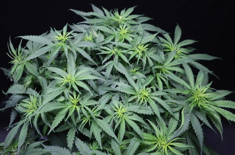 Durban Poison Regular. Week 8