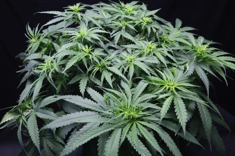 Durban Poison Regular. Week 8