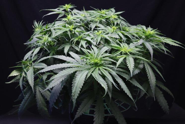 Durban Poison Regular. Week 8