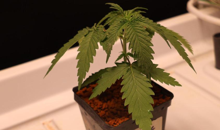 Kees Old School Haze Regular. Week 2