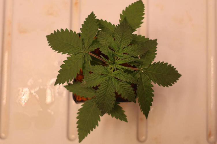 Kees Old School Haze Regular. Week 2