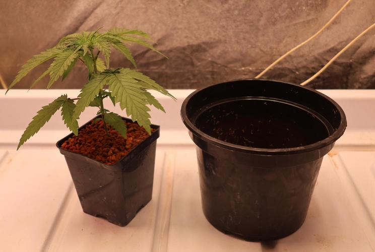 Kees Old School Haze Regular. Week 3