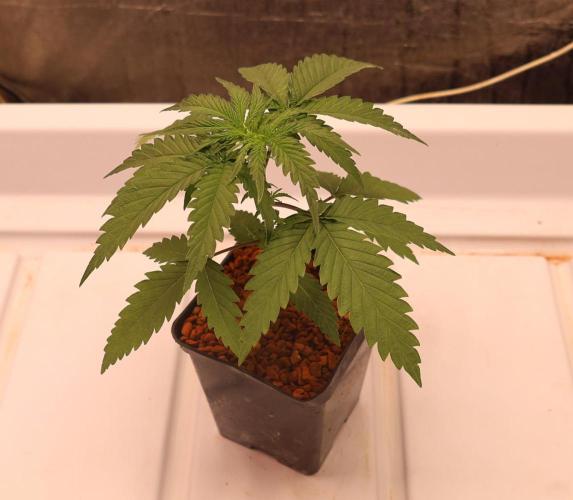 Kees Old School Haze Regular. Week 3