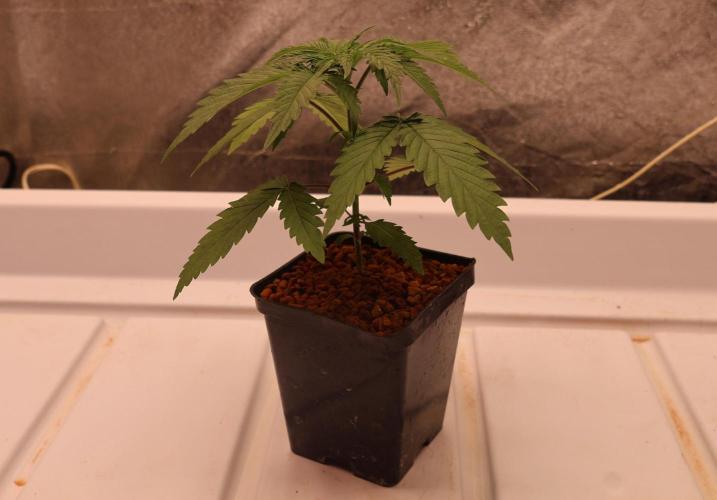 Kees Old School Haze Regular. Week 3