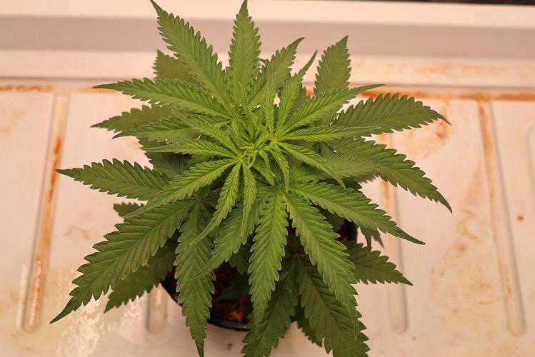 Kees Old School Haze Regular. Week 4