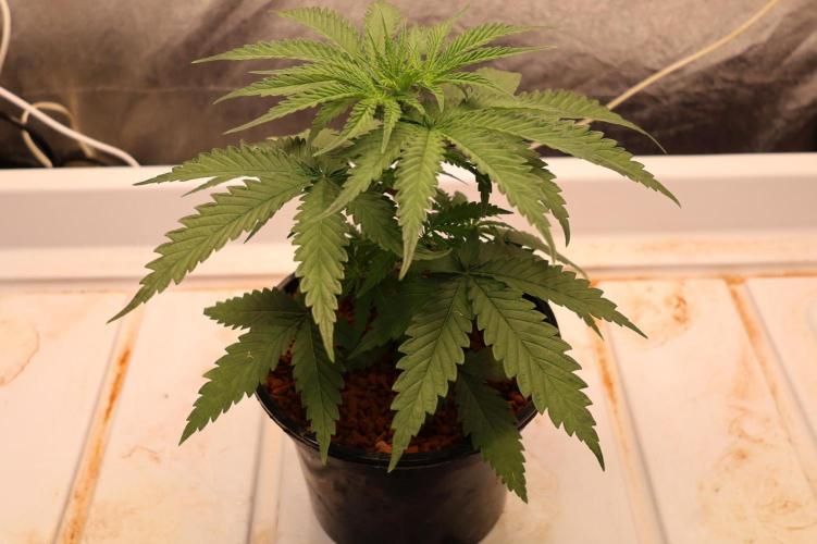 Kees Old School Haze Regular. Week 4