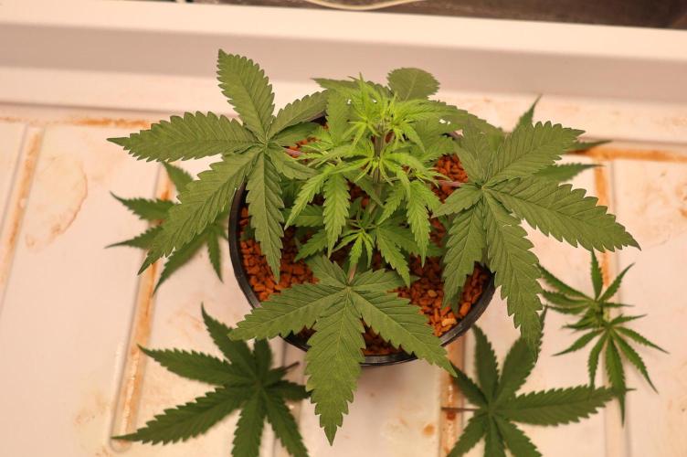 Kees Old School Haze Regular. Week 5