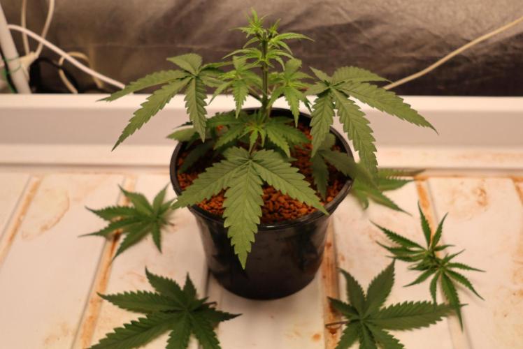 Kees Old School Haze Regular. Week 5