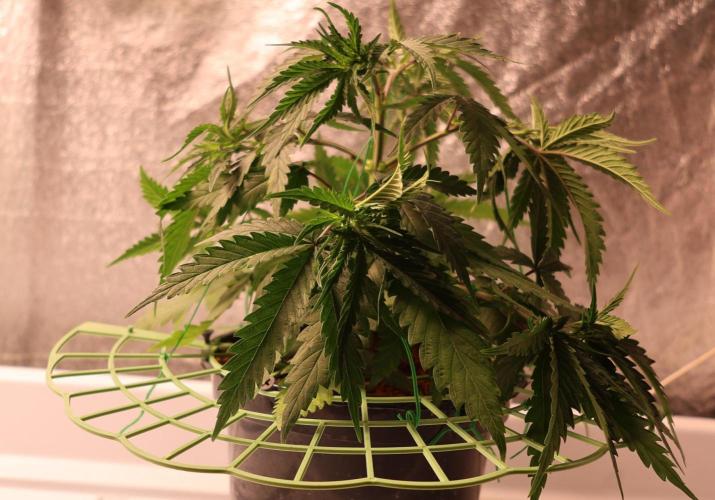 Kees Old School Haze Regular. Week 6