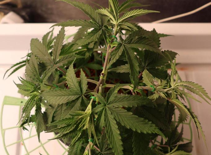 Kees Old School Haze Regular. Week 6