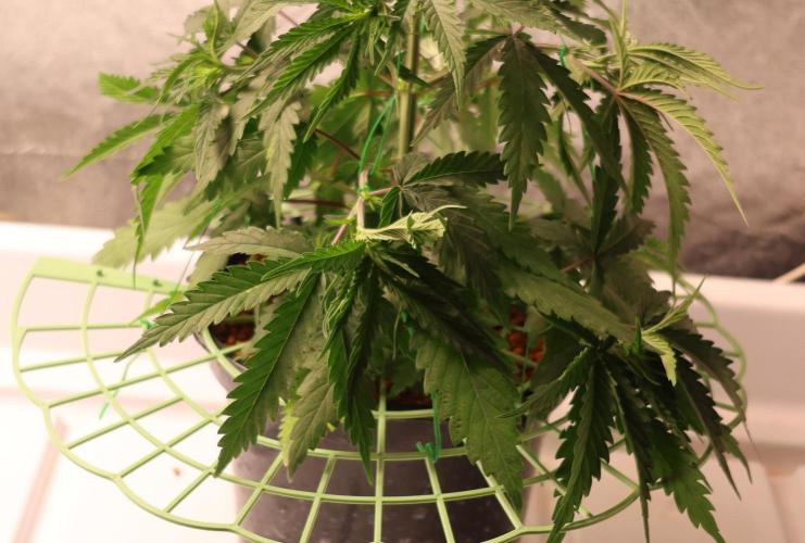 Kees Old School Haze Regular. Week 6