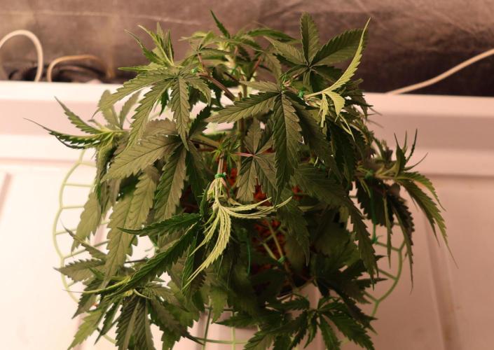 Kees Old School Haze Regular. Week 6