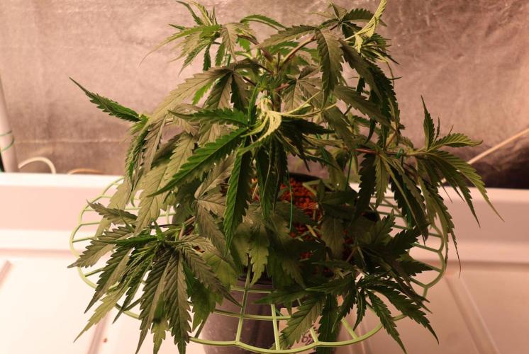 Kees Old School Haze Regular. Week 6