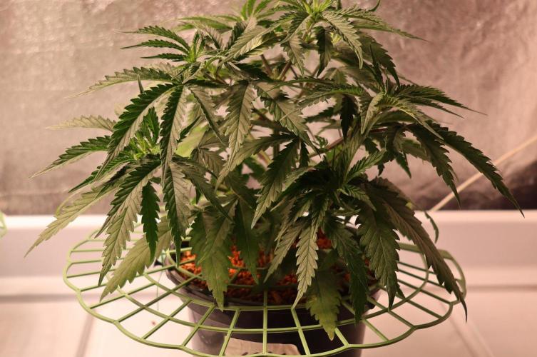 Kees Old School Haze Regular. Week 6