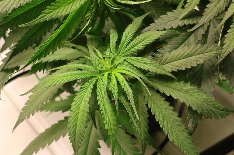 Kees Old School Haze Regular. Week 7