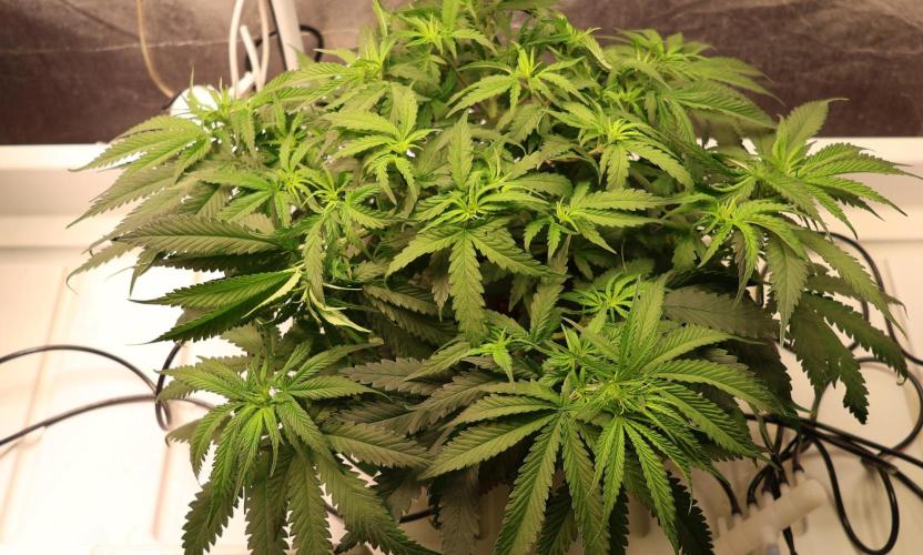 Kees Old School Haze Regular. Week 7