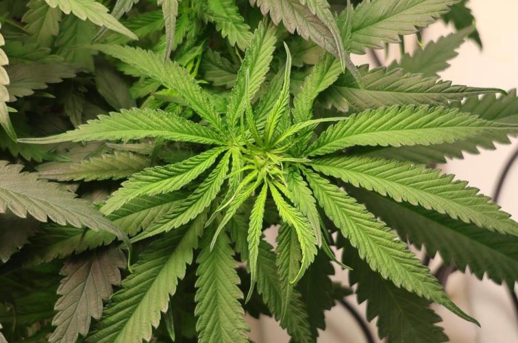 Kees Old School Haze Regular. Week 7