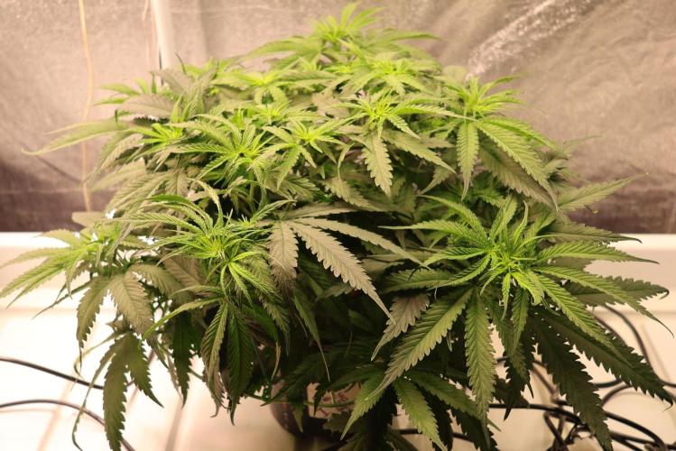 Kees Old School Haze Regular. Week 7