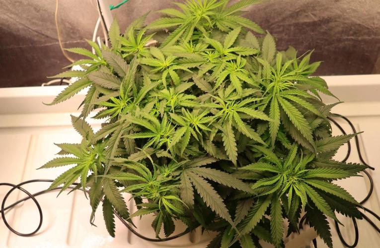 Kees Old School Haze Regular. Week 7