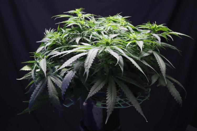 Kees Old School Haze Regular. Week 8