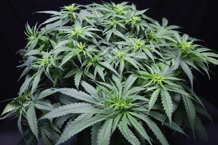 Kees Old School Haze Regular. Week 8