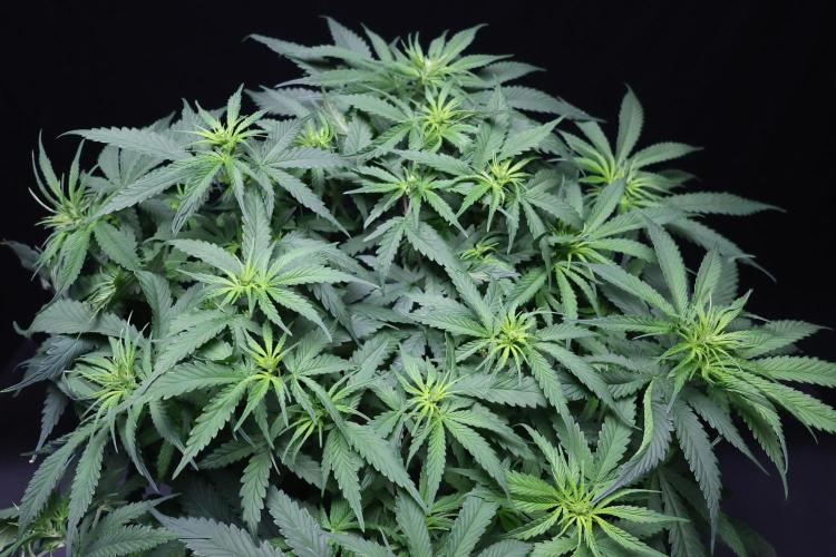 Kees Old School Haze Regular. Week 8