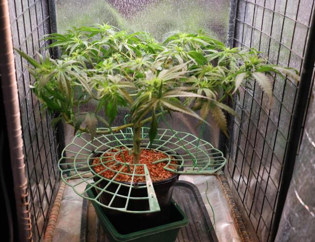 Kees Old School Haze Regular. Week 8