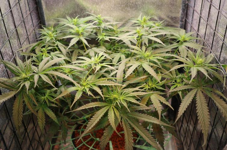 Kees Old School Haze Regular. Week 9