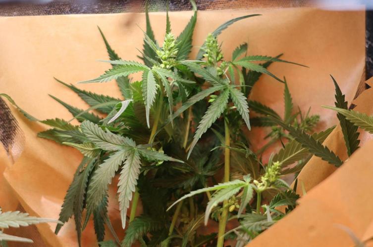 Kees Old School Haze Regular. Week 10