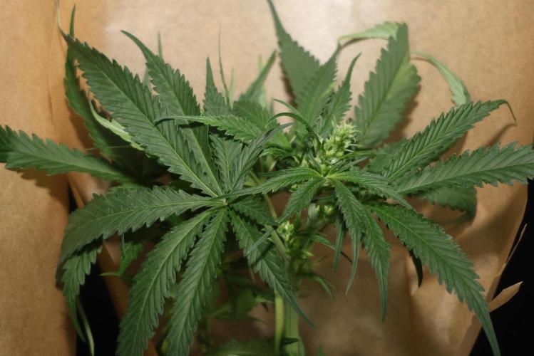 Kees Old School Haze Regular. Week 10