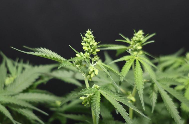 Kees Old School Haze Regular. Week 10