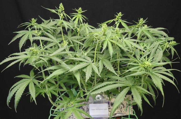 Kees Old School Haze Regular. Week 10