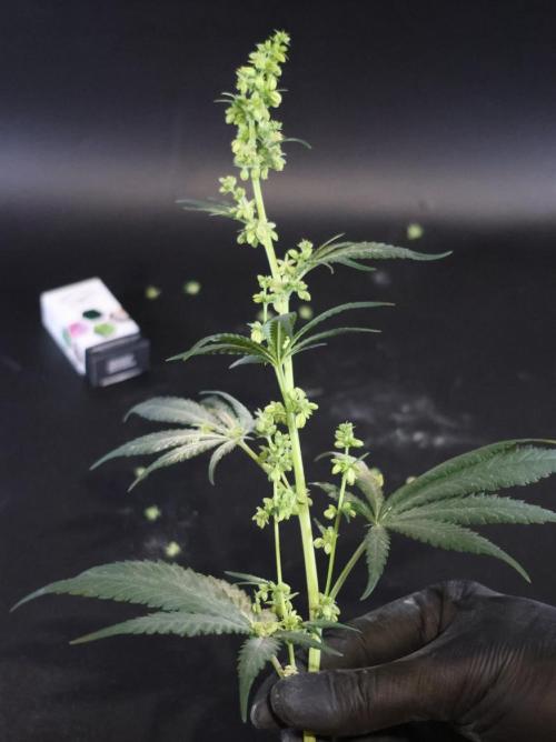 Durban Poison Regular. Week 10