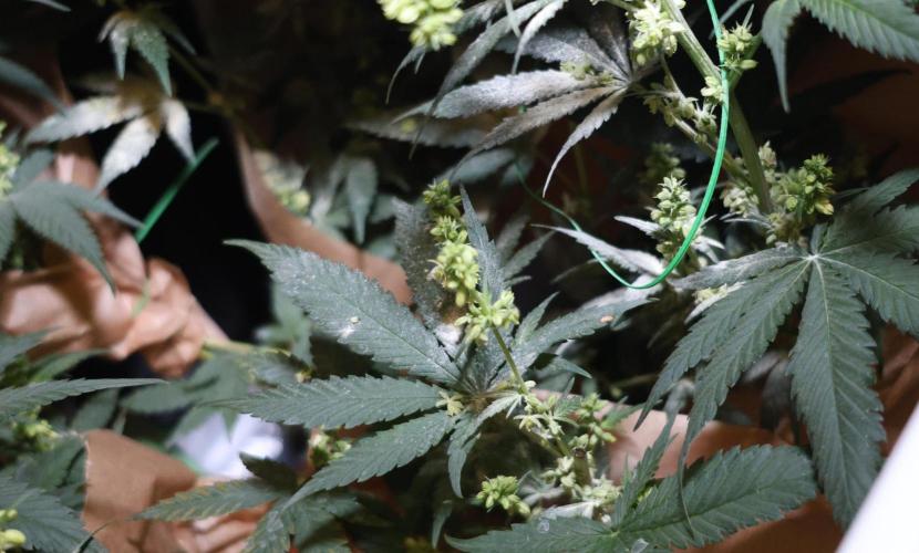 Durban Poison Regular. Week 10