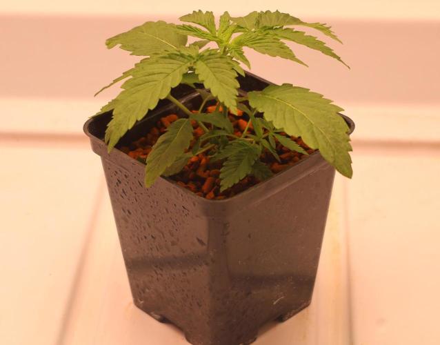 Kees Old School Haze Regular. Week 3