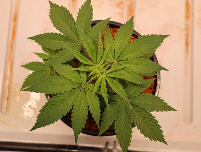 Kees Old School Haze Regular. Week 3