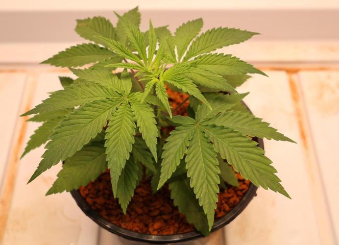 Kees Old School Haze Regular. Week 3