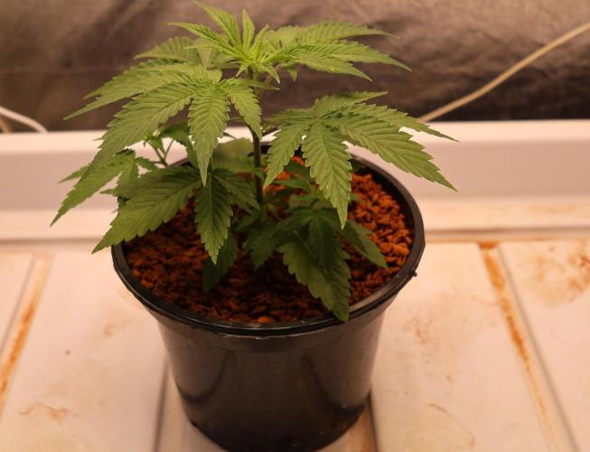 Kees Old School Haze Regular. Week 3