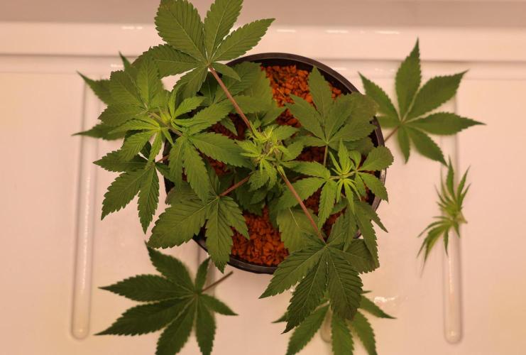 Kees Old School Haze Regular. Week 4