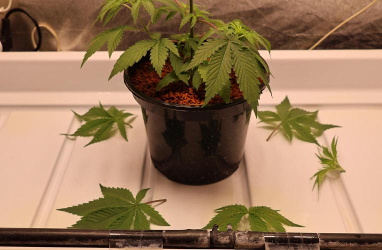 Kees Old School Haze Regular. Week 4