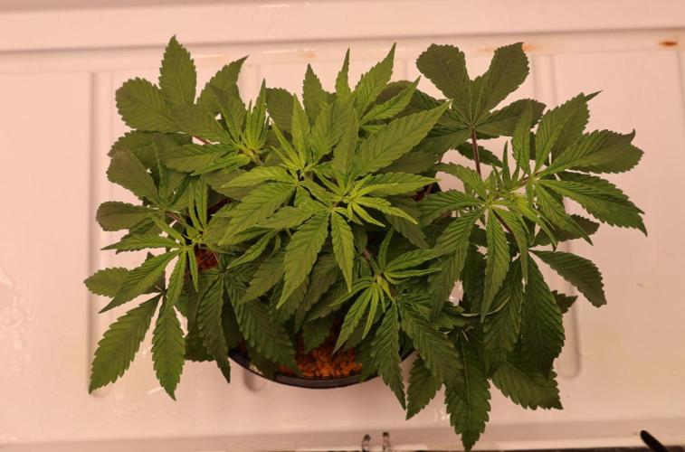 Kees Old School Haze Regular. Week 5