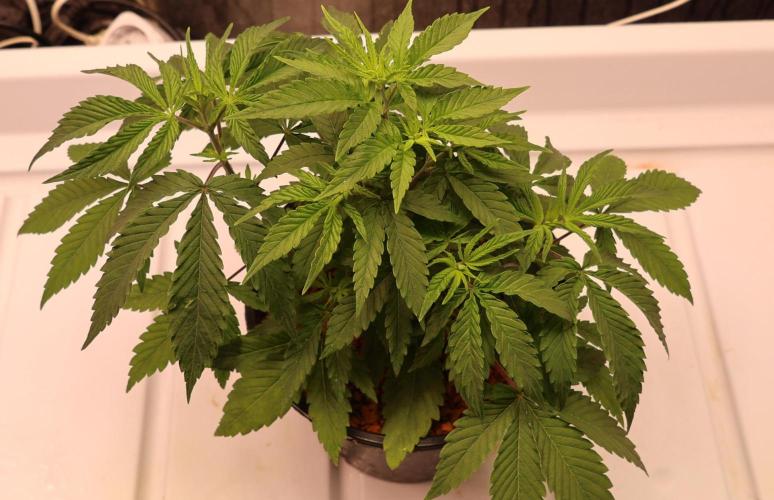 Kees Old School Haze Regular. Week 5