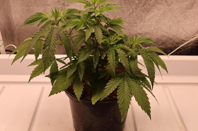 Kees Old School Haze Regular. Week 5
