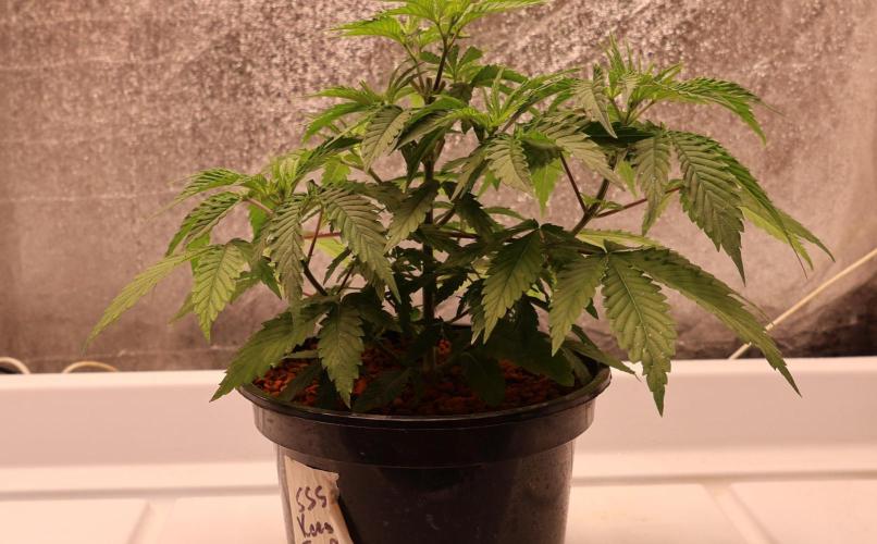 Kees Old School Haze Regular. Week 5
