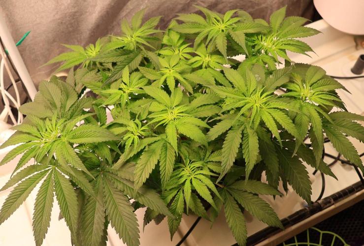 Kees Old School Haze Regular. Week 6